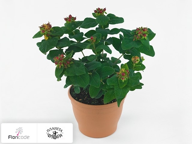 Гиперикум зверобой красильный Sun Pearls Doro