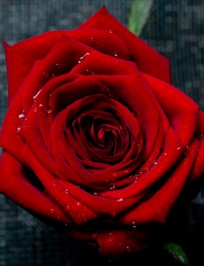 Розы Ред Наоми (Red Naomi) цветок фото