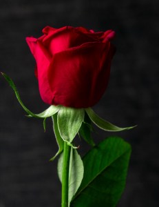 Розы Ред Наоми (Red Naomi) цветок фото