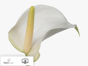 flori/anturium-andre-white-champion1189