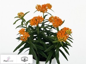 flori/asklepias-klubnenosnyy-z1626