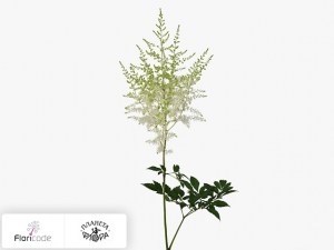 flori/astilba-arendsa-plonie1701