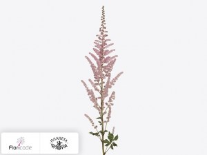 flori/astilba-kitayskaya-glitter-and-glamour1708