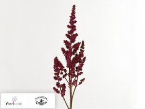flori/astilba-kitayskaya-vision-in-red1730