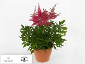 flori/astilba-yunik-cerise1680