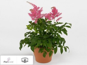 flori/astilba-yunik-dark-pink1653
