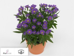 flori/astra-novobelgiyskaya-starletta-dark-blue1763