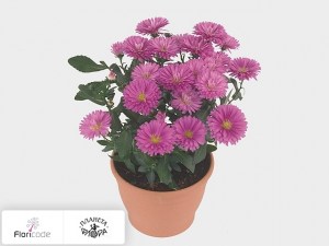flori/astra-novobelgiyskaya-victoria-pink-fanny1885