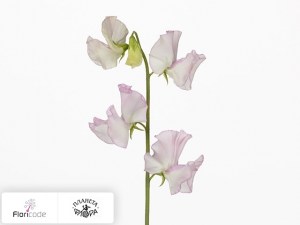 flori/china-dushistaya-white-wedding20233