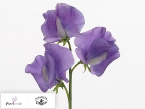 flori/china-dushistaya-winter-elegance-mid-blue20211