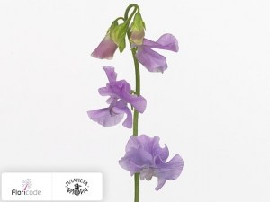 flori/china-dushistaya-winter-sunshine-lavender20207