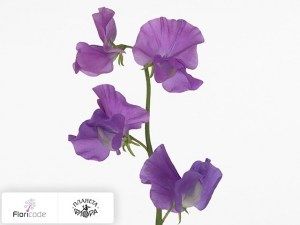 flori/china-dushistaya-winter-sunshine-mauve20212
