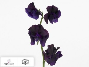 flori/china-dushistaya-winter-sunshine-navy20208
