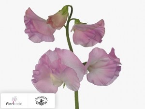 flori/china-dushistaya-winter-sunshine-opal20214