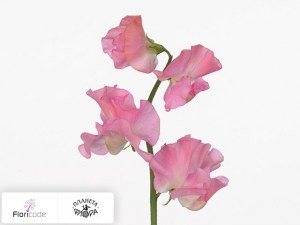 flori/china-dushistaya-winter-sunshine-pink20206