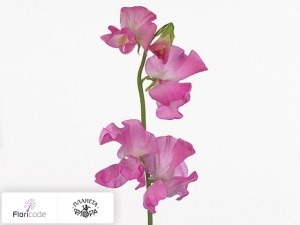 flori/china-dushistaya-winter-sunshine-rose20210