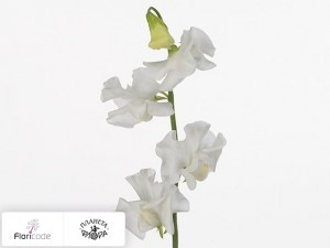 flori/china-dushistaya-winter-sunshine-white20209