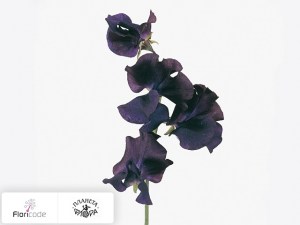 flori/china-dushistaya-x-blauw20229
