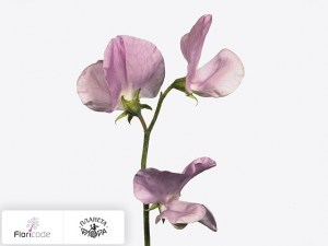 flori/china-dushistaya-x-lila20239
