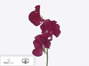 flori/china-dushistaya-x-rood20244