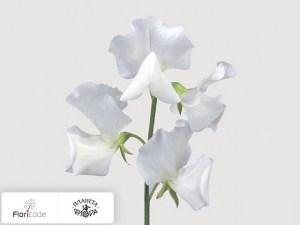 flori/china-dushistaya-x-wit20253