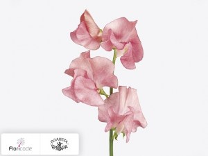 flori/china-dushistaya-x-zalm20254