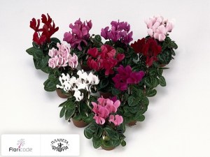 flori/ciklamen-persidskiy-melkocvetkovyy-super-serie-micro19551