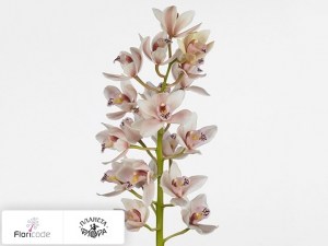 flori/cimbidium-mini-showgirl-superba19716