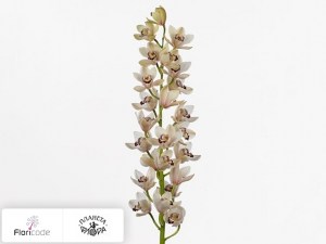 flori/cimbidium-mini-showoff-milky20141