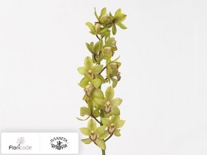 flori/cimbidium-mini-siette20067