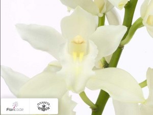 flori/cimbidium-mini-snow-blossom20092