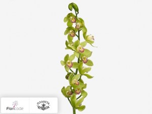 flori/cimbidium-mini-summer-ice-judith19941