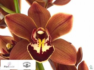 flori/cimbidium-mini-tangerine-mary-brownie19989