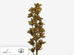 flori/cimbidium-mini-teeflor19916