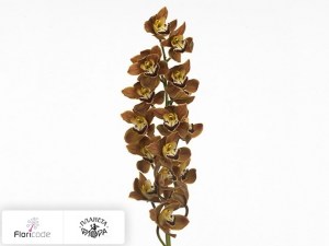 flori/cimbidium-mini-tokomaru-sirocco19756