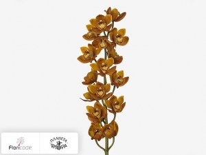 flori/cimbidium-mini-westflor19956