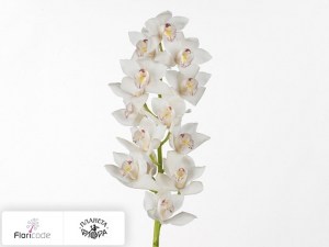 flori/cimbidium-mini-white-fair19707