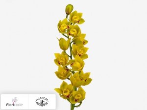 flori/cimbidium-mini-wishflor19942
