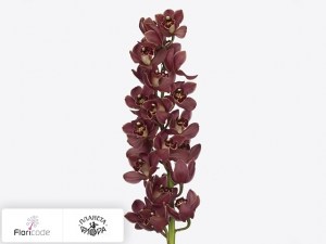 flori/cimbidium-mini-yamaniflor19567