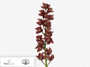 flori/cimbidium-mini-yowieflor19915