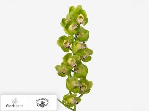 flori/cimbidium-mini-zenflor19943