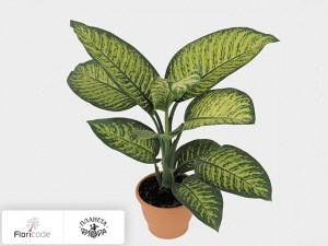 flori/diffenbahiya-seguina-tropic-jewel7176