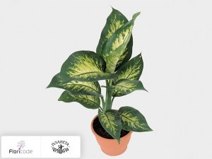 flori/diffenbahiya-seguina-tropic-luna7177