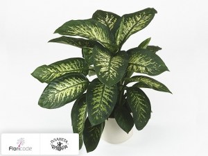 flori/diffenbahiya-seguina-tropic-snow7162