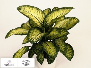 flori/diffenbahiya-seguina-tropic-sun7167