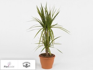 flori/dracena-okaymlennaya-sunray7200