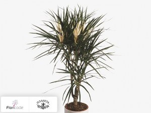 flori/dracena-okaymlennaya-x7213