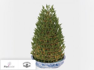 flori/dracena-sandera-lucky-bamboo7217