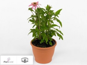 flori/ehinaceya-purpurnaya-pink-double-delight20788