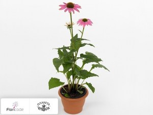 flori/ehinaceya-purpurnaya-powwow-wild-berry20794